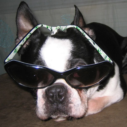 Pictures of Dogs Wearing Sunglasses