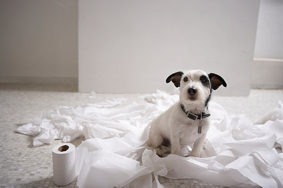 Not Raising Pets Not Raising Pets
