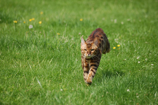 Source: Flickr User roberto shabs
Source: Flickr User roberto shabs
