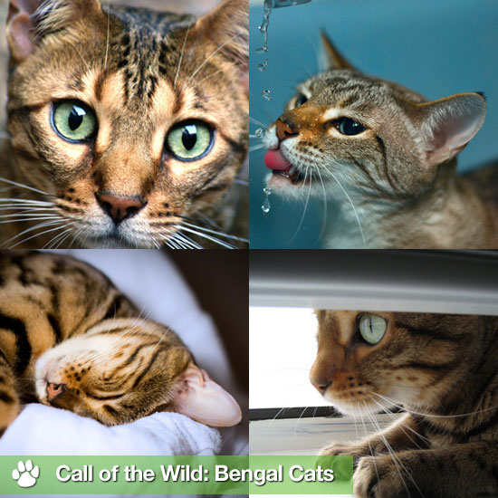 Bengal Cats Pictures
