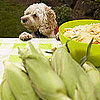 Safe Table Food For Dogs