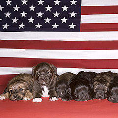 State Dogs
