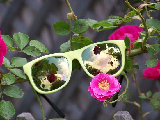 Sun Glasses && Roses