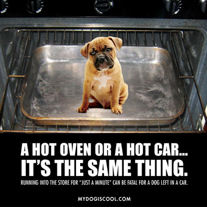 Can I Leave a Dog Inside the Car?