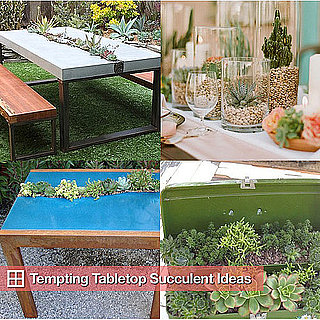 Succulent Tables and Table Arrangements