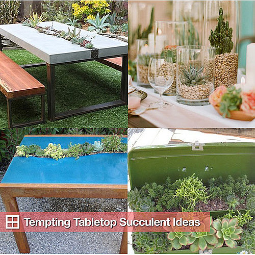 Succulent Tables and Table Arrangements