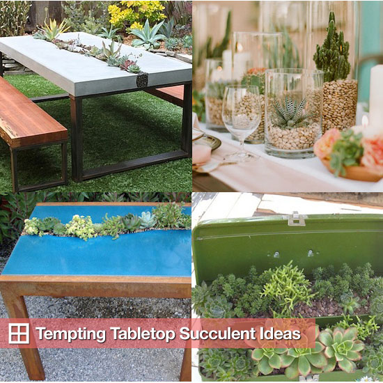 Succulent Tables and Table Arrangements