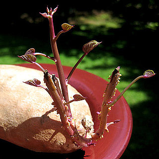 Is It Safe to Eat Potatoes That Have Sprouted?