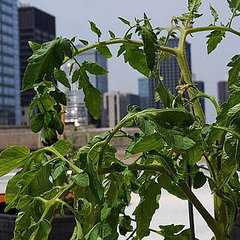 Chicago Rooftop Restaurant Gardens