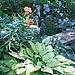 My Garden in July