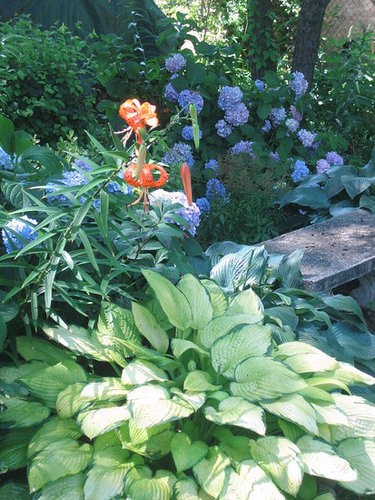 My Garden in July
