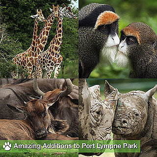 Wild Animals at Port Lympne Park