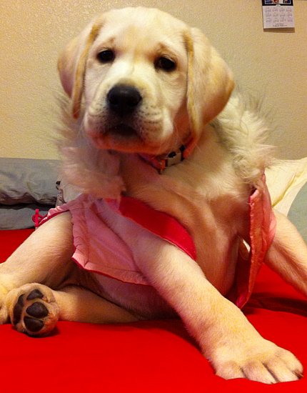 It fits...I just don't want it to