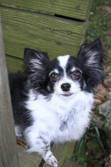 Gizmo