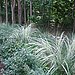 Glorious Grass - Adds drama and dimension to your garden.