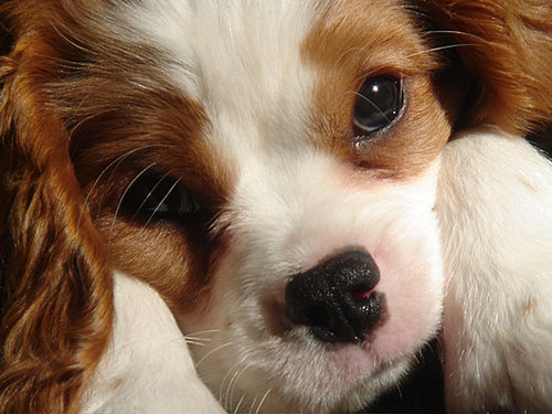Source: Flickr User Tadson
Source: Flickr User Tadson