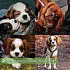 Cavalier King Charles Spaniel Pictures