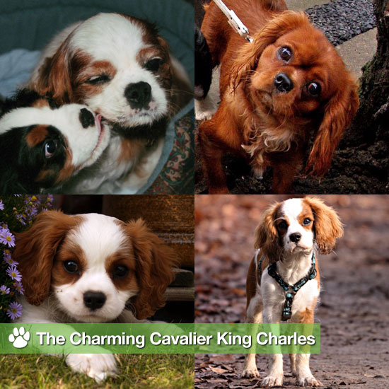 The Charming Cavalier King Charles The Charming Cavalier King Charles