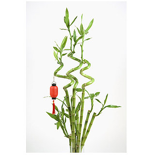 Easy Feng Shui Tips