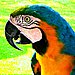 here birdie birdie
