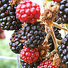 Hybrid Fruit Quiz
