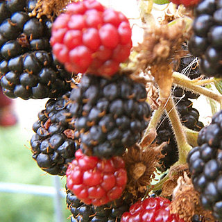 Hybrid Fruit Quiz