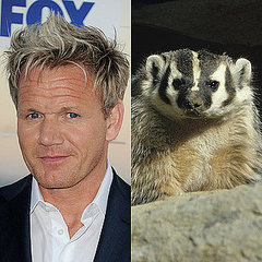 Gordon Ramsay's Porn Dwarf Twin Eaten by Badger