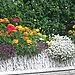 Why I like Marigolds