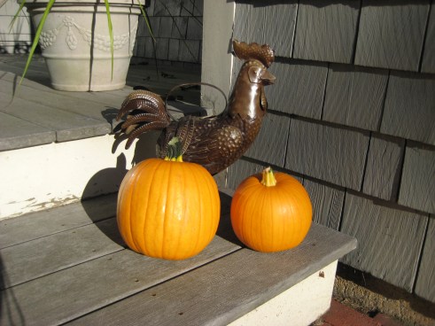 growing pumpkins