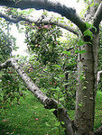 Meadowbrook Farm