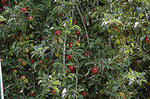 Outhouse Orchard