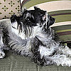 Miniature Schnauzer Trivia