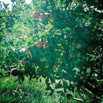 Edwards Apple Orchard