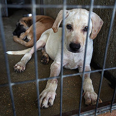 Adopting a Shelter Dog