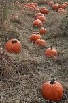 Wilkens Fruit & Fir Farm