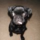 PugDaddy