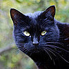 Halloween Black Cat Pictures