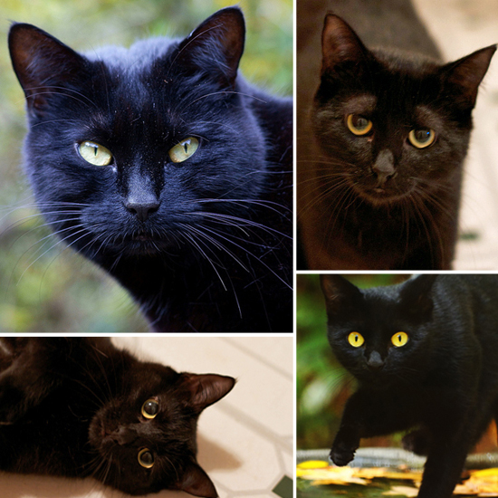 Halloween Black Cat Pictures