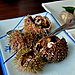 Sea Urchin