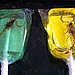 Scorpion Suckers