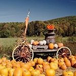 San Francisco and Bay Area Pumpkin Patches