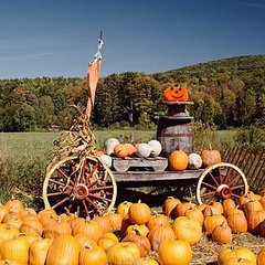 San Francisco and Bay Area Pumpkin Patches