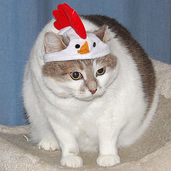Pictures of Cats in Costumes