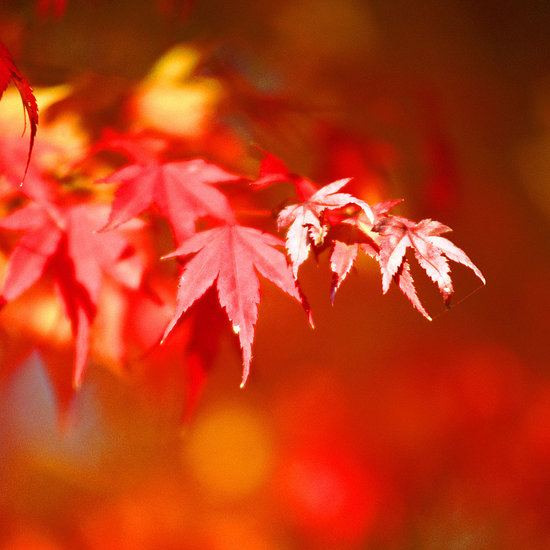 Fall Career Resolutions Fall Career Resolutions