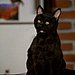 Salem Saberhagen