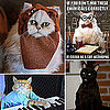 National Cat Day Geek Pictures