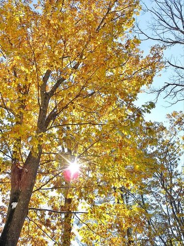 Fall foliage