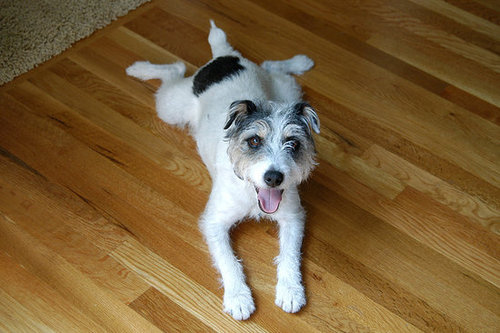 Dog fetching on stairs