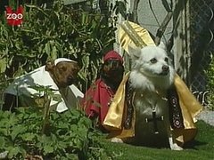 Dogs Dressed Like The Pope!