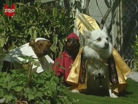 Dogs Dressed Like The Pope!